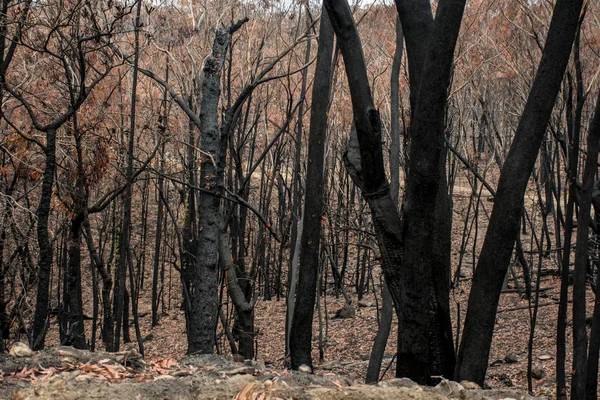 Australian bushfire aftermath: burnt eucalyptus trees suffered from firestorm — Stock Photo, Image