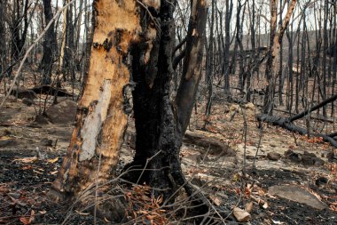 Avustralya çalı yangını sonrası: okaliptüs ağacı tamamen içten yanmış ve sadece boş ağaç kabuğu hala duruyor