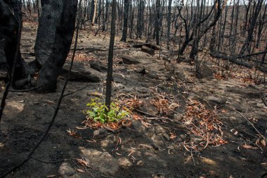 Avustralya çalı yangınları sonrası: okaliptüs ağaçları ciddi yangın hasarından sonra iyileşiyor. Okaliptüs hayatta kalabilir ve kabuklarının altındaki tomurcuklardan yeniden filizlenebilir ya da ağacın dibindeki bir lignotuber 'dan..