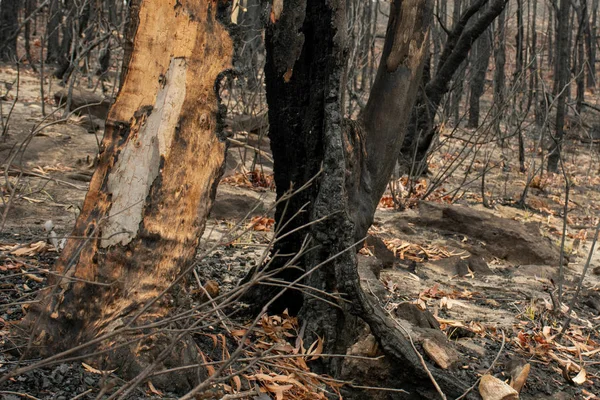 Kebakaran semak Australia sesudahnya: pohon eukaliptus terbakar sepenuhnya dari dalam dan hanya kulit kosong yang masih tinggal — Stok Foto