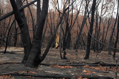 Avustralya 'daki çalı yangını sonrası: Ateş fırtınasından zarar gören yanan okaliptüs ağaçları