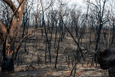 Avustralya 'daki çalı yangını sonrası: Ateş fırtınasından zarar gören yanan okaliptüs ağaçları
