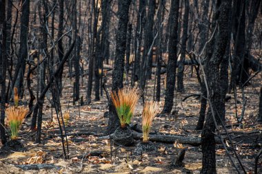 Australian bushfires aftermath: grass trees recovering after severe fire damage. Many of australian plant species can survive bushfires and re-sprout again clipart