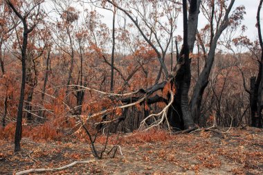 Avustralya 'daki çalı yangını sonrası: Ateş fırtınasından zarar gören yanan okaliptüs ağaçları