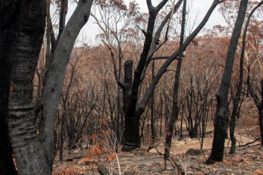 Avustralya 'daki çalı yangını sonrası: Ateş fırtınasından zarar gören yanan okaliptüs ağaçları