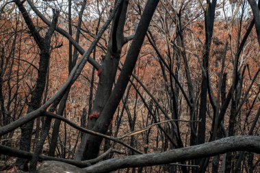 Avustralya 'daki çalı yangını sonrası: Ateş fırtınasından zarar gören yanan okaliptüs ağaçları