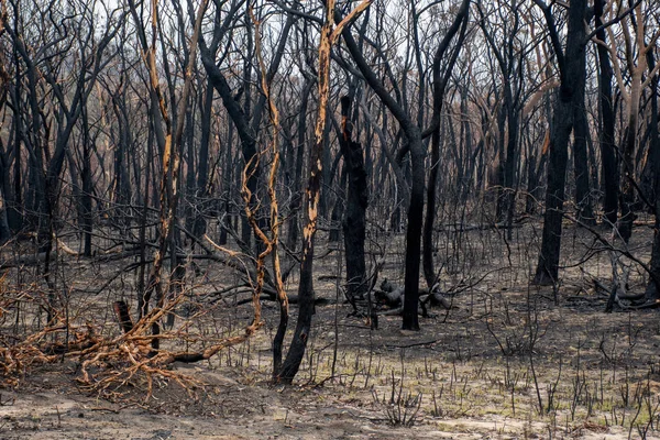 Australian bushfires aftermath: eucalyptus trees damaged by the fire. Green grass re-sprouting on the ash — Stock Photo, Image