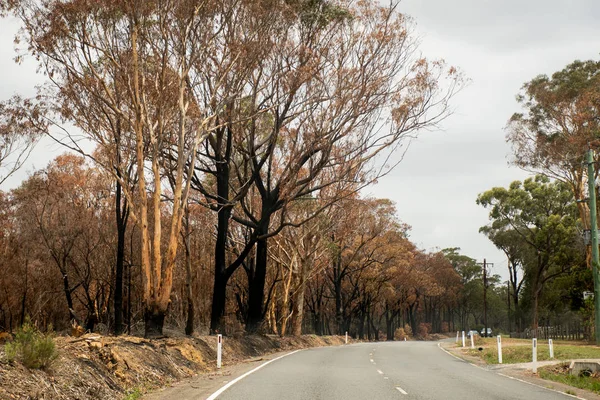 Australische bosbranden na: verbrande eucalyptusboom aan de ene kant van de weg bij Balmoral Village, Nsw — Stockfoto