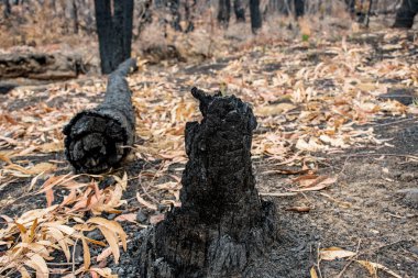 Avustralya 'daki çalı yangını sonrası: Ateş fırtınasından zarar gören yanan okaliptüs ağaçları