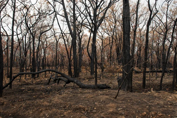 Australian bushfire aftermath: burnt eucalyptus trees suffered from the fire — Stock Photo, Image