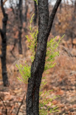 Avustralya çalı yangınları sonrası: okaliptüs ağaçları ciddi yangın hasarından sonra iyileşiyor. Okaliptüs hayatta kalabilir ve kabuklarının altındaki tomurcuklardan yeniden filizlenebilir ya da ağacın dibindeki bir lignotuber 'dan..