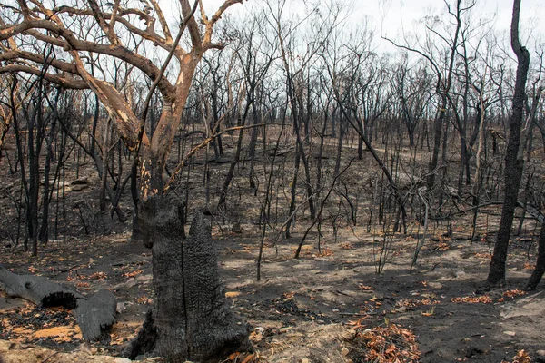 Nachwirkungen der Buschbrände in Australien: Verbrannte Eukalyptusbäume — Stockfoto