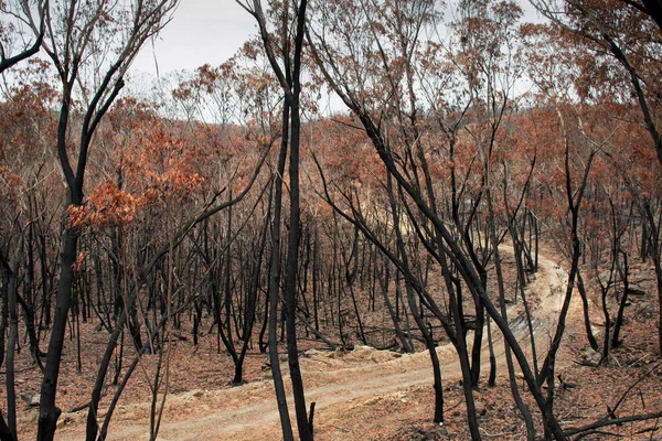Australische Buschbrände: Eukalyptusbäume haben sich nach dem Überleben in der extremen Hitze des Buschfeuers braun gefärbt und diese immergrünen Pflanzen sehen aus wie Herbstbäume mitten im Sommer. — Stockfoto