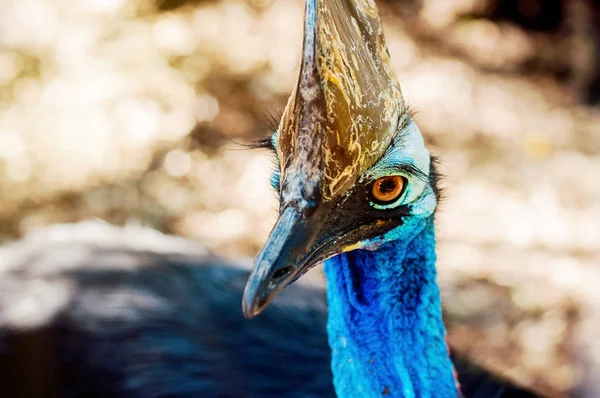 Gros plan d'une tête de casoar du sud. Faune australienne — Photo