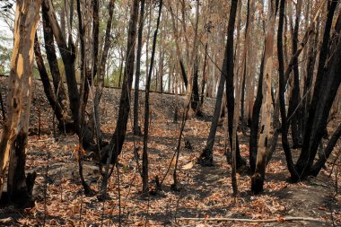 Avustralya 'daki çalı yangını sonrası: Ateş fırtınasından zarar gören yanan okaliptüs ağaçları
