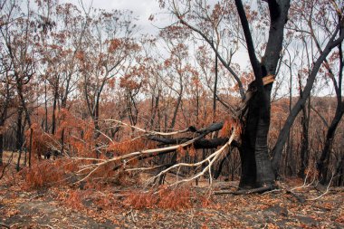 Avustralya 'daki çalı yangını sonrası: Ateş fırtınasından zarar gören yanan okaliptüs ağaçları