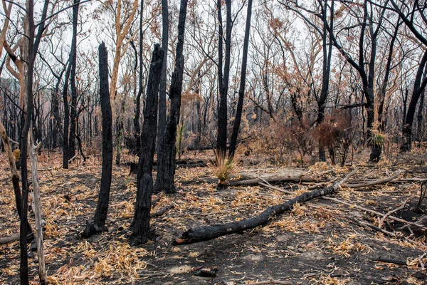 Nachwirkungen der Buschbrände in Australien: Verbrannte Eukalyptusbäume durch Feuersturm — Stockfoto