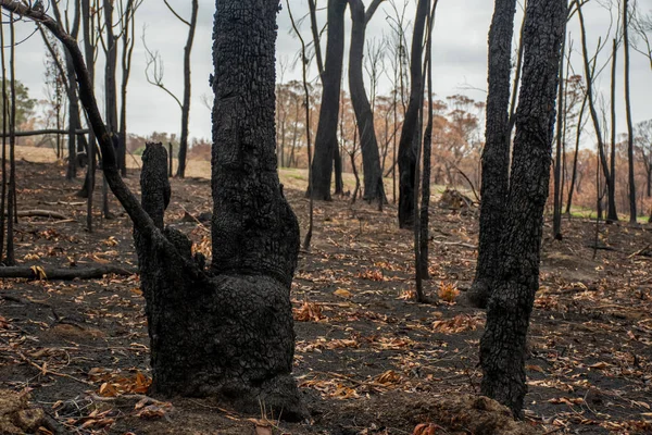 Australian bushfire aftermath: burnt eucalyptus trees suffered from firestorm — Stock Photo, Image