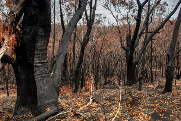 Nachwirkungen der Buschbrände in Australien: Verbrannte Eukalyptusbäume durch Feuersturm — Stockfoto