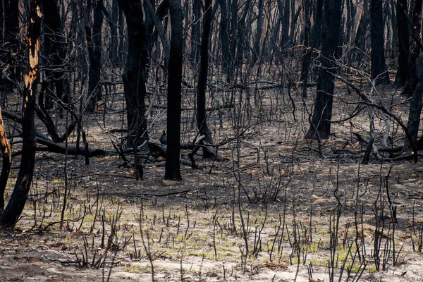 Nachwirkungen der Buschbrände in Australien: Eukalyptusbäume durch das Feuer beschädigt. viele der australischen Pflanzenarten können Buschbrände überleben und wieder austreiben — Stockfoto