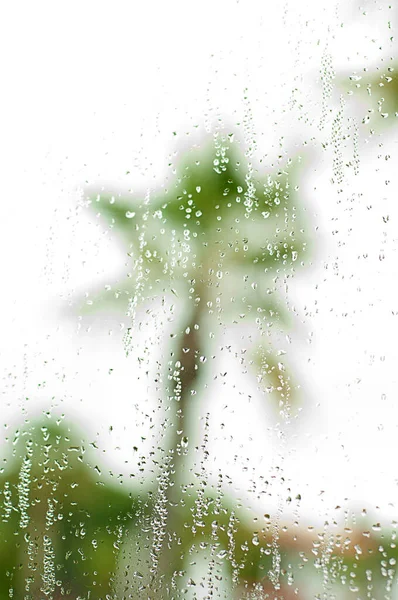 Erős zuhogó eső az ablakon és egy pálmafa. — Stock Fotó