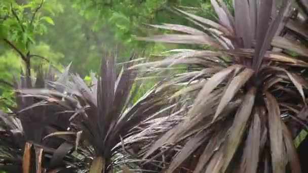 豪雨がオーストラリア東海岸を襲った 強い風がヤシの木を揺らす 熱帯雨林の概念 選択的焦点 — ストック動画