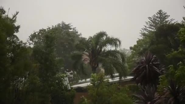 暴雨袭击了澳大利亚东海岸 强风摇曳树木 热带降雨概念 文字输入的空白处 — 图库视频影像