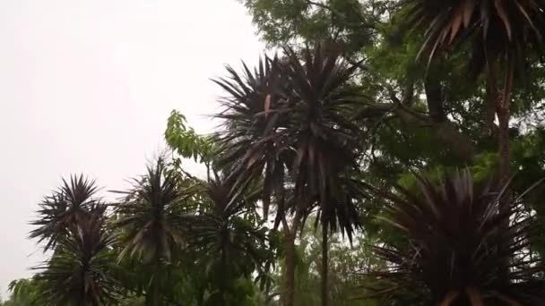 Silny Deszcz Silny Wiatr Trzęsie Palmami Koncepcja Opadów Tropikalnych — Wideo stockowe