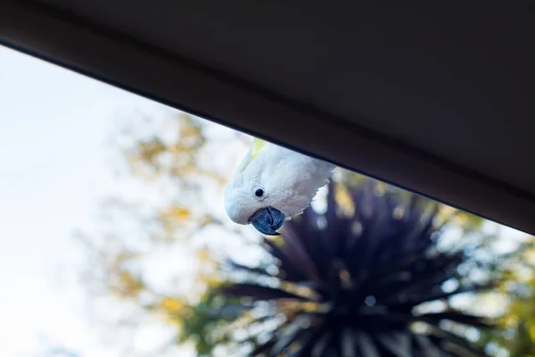 Curious sulphur-crested cockatoo looking down from the roof — Stock Photo, Image