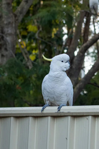 Curiosa cacatúa de cresta de azufre sentada en la valla del patio trasero —  Fotos de Stock