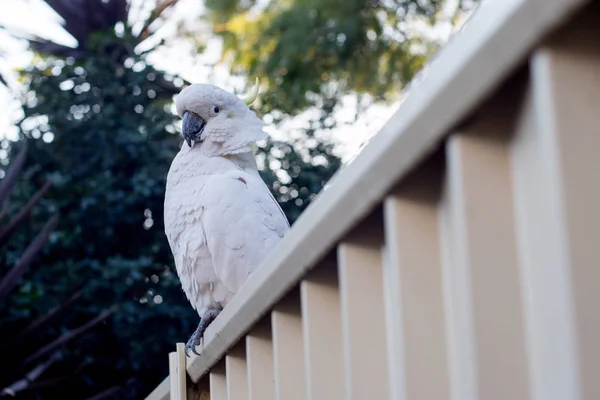 Curiosa cacatúa de cresta de azufre sentada en la valla del patio trasero — Foto de Stock