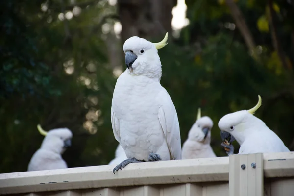 Furcsa kénes kakaduk ülnek a hátsó kerítésen. — Stock Fotó