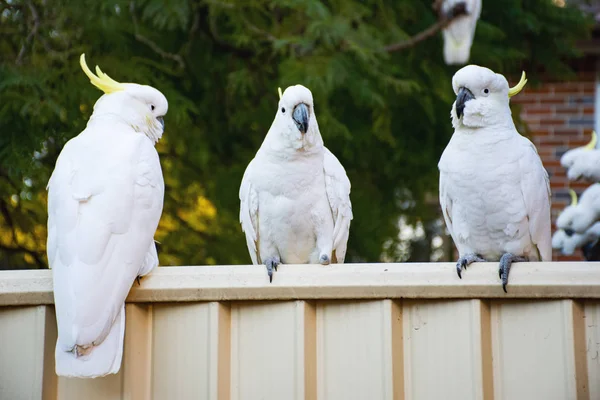 Curiosas cacatúas de cresta de azufre sentadas en la valla del patio trasero — Foto de Stock