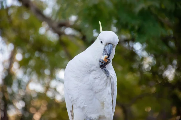 Ciekawy kakadu z siarki z kawałkiem chleba w dziobie — Zdjęcie stockowe