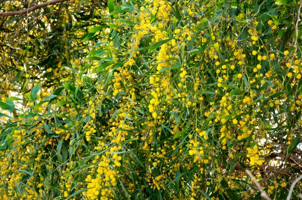 Arany Wattle Mimosa Virág Egy Teljes Virágot Tavaszi Kertben Ausztrál — Stock Fotó