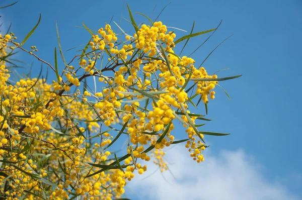 Sárga Ezüst Wattle Mimosa Virág Egy Teljes Virágot Tavaszi Kertben — Stock Fotó