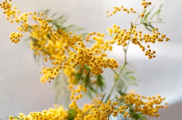Flores Mimosa Desfocadas Com Luz Bokeh Março Conceito — Fotografia de Stock