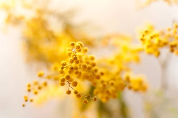 Flores Mimosa Desfocadas Com Luz Bokeh Março Conceito — Fotografia de Stock