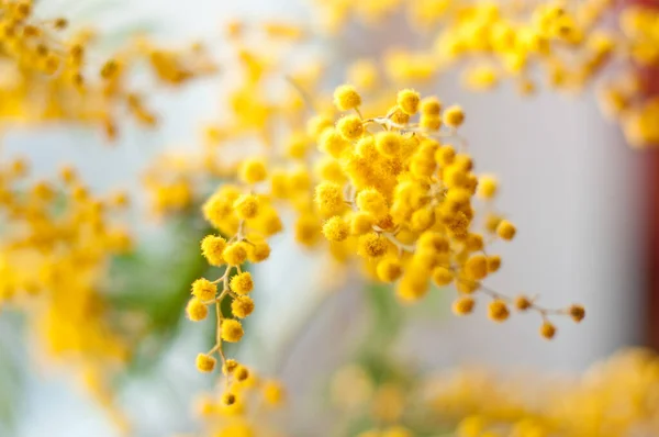 Flores Mimosa Desfocadas Com Luz Bokeh Março Conceito — Fotografia de Stock