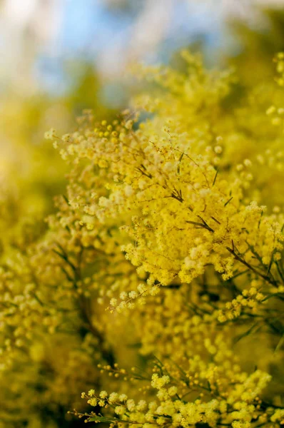 Wattle Mimosa Flores Plena Floración Jardín Primavera Marzo Concepto Del — Foto de Stock