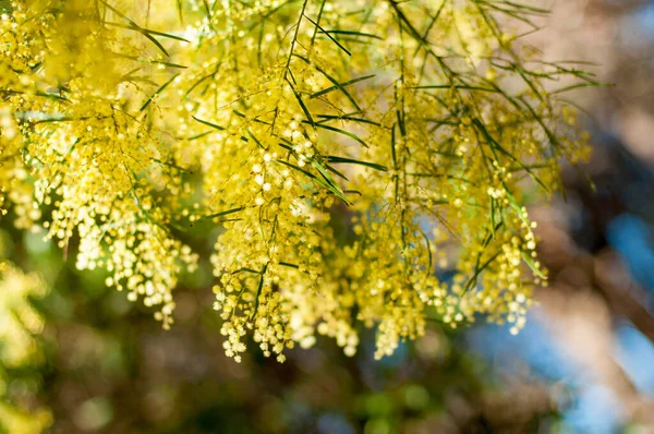 Wattle Mimosa Flores Uma Flor Cheia Jardim Primavera Março Conceito — Fotografia de Stock