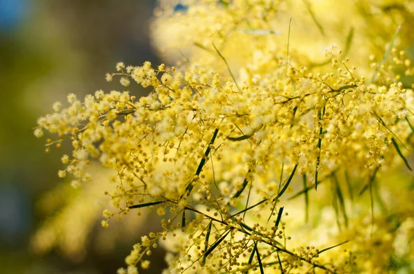 Bahar Bahçesinde Çiçek Açan Mimoza Çiçekleri Mart Kadınlar Günü Konsepti — Stok fotoğraf