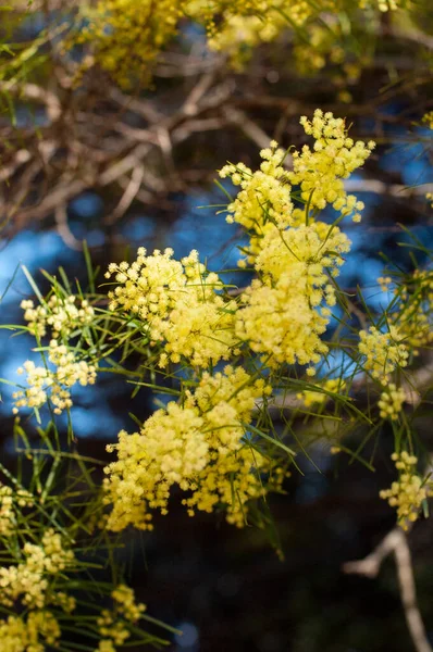 Gulsilvervadd Mimosa Blomma Full Blom Vårträdgården Mars Kvinnodagskoncept — Stockfoto