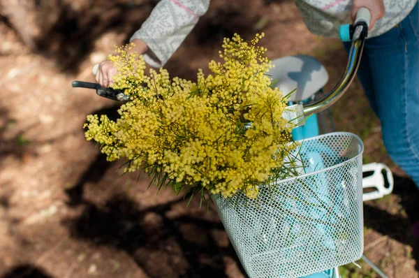 Wattle Mimosa Flori Într Coș Biciclete Martie Conceptul Zilei Femeii — Fotografie, imagine de stoc