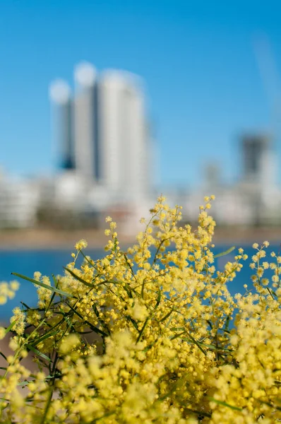 Wattle Fiori Mimosa Piena Fioritura Nel Giardino Primaverile Con Skyline — Foto Stock