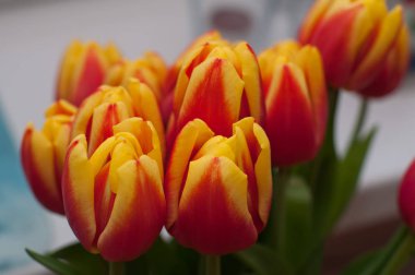 Seçici odaklı güzel renkli laleler buketi ve bokeh. Hediye konsepti