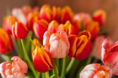 Seçici odaklı güzel renkli laleler sürüsü ve bokeh. Hediye konsepti