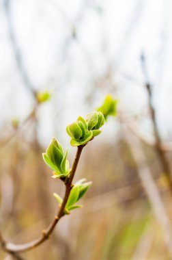 Bahçedeki bir ağaç dalındaki ilk yeşil tomurcuklar. İlkbahar konsepti