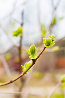 Bahçedeki bir ağaç dalındaki ilk yeşil tomurcuklar. İlkbahar konsepti