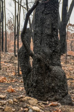 Avustralya 'daki çalı yangını sonrası: Ateş fırtınasından zarar gören yanan okaliptüs ağaçları